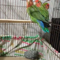 طوطی برزیلی