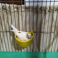 قناری ماده رسمی رنگ لیموی...آگهی کامل بخوانید|پرنده|قزوین, |دیوار