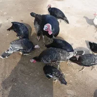 بقلمو|حیوانات مزرعه|پلدشت, |دیوار