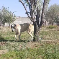خراسانی