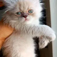 گربه|گربه|ساری, |دیوار