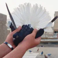 کبوتر رنگی اشعل دم سفید ۲عدد