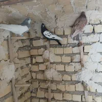 کبوتر بهبهانی بزن|پرنده|شیراز, کرونی(خاتونک)|دیوار