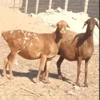 میش ابستن مایع جفت ۳۷