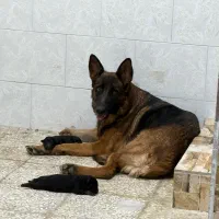 توله ژرمن مو کوتاه