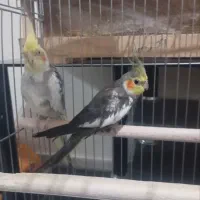 عروس هلندی نر