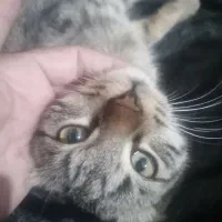 واگذاری بچه گربه سه ماه نر|گربه|نیشابور, میدون بار|دیوار