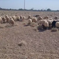 بره نر