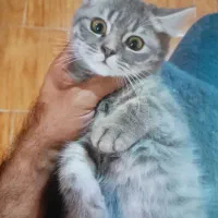 گربه اسکاتیش و بریتیش|گربه|فردیس, دهکده|دیوار