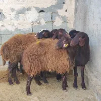 بره ماده شیشک افشار و قزل افشار|حیوانات مزرعه|محمدیه-قزوین, |دیوار