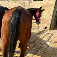 مادیان دوخون|اسب و تجهیزات اسبسواری|برخوار, |دیوار