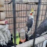 پرنده عروس بالغ|پرنده|رباطکریم, رباطکریم|دیوار