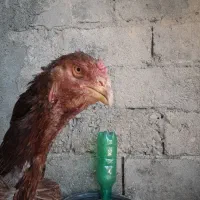 مرغ لاری اصل|حیوانات مزرعه|دینور, |دیوار