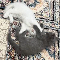 واگذاری دوتا گربه ۷ ماهه