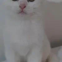فروش ویژه گربه سفید نژاد دار|گربه|بابل, |دیوار