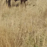 گاو نر گوشتی|حیوانات مزرعه|خواجه, |دیوار