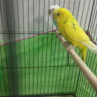 جفت مرغ عشق|پرنده|قم, نخودی|دیوار