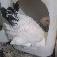 تخم خوراکی و نطفه دار مرغ محلی نژاد برهما و غیره