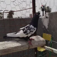 سینه سیاه نره