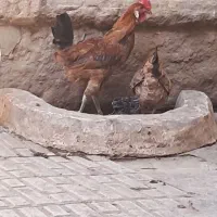 مرغ و خروس جوان|حیوانات مزرعه|شیراز, لب آب|دیوار