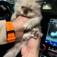 جشنواره فروش بچه گربه هیمالین اصل|گربه|گرمدره, |دیوار