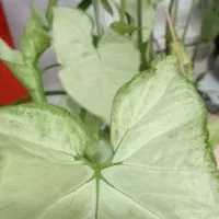 گل وگیاه|گل و گیاه طبیعی|تبریز, |دیوار