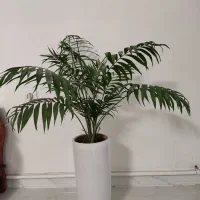 گل طبیعی|گل و گیاه طبیعی|نظرآباد, رسالت|دیوار