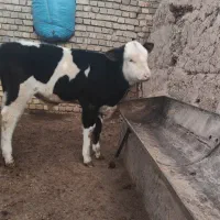 ۷ رس گوساله سیمینتال و شاروله سوپر لکس