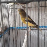 قناری ابلغ سرخ|پرنده|مرودشت, علی‌آباد‎|دیوار