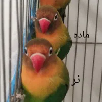 سه عدد کوتوله برزیلی فیشر نر و ماده|پرنده|اصفهان, خواجه عمید|دیوار