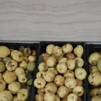 فروش فوری  باغ .دوجیریب ونیم طرح همت اباد هوره|فروش دفتر صنعتی، کشاورزی، تجاری|زاینده رود, |دیوار