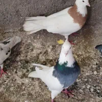 کفتر،طوقی،کفترپرشی،معاوضه،طوطی برزیلی