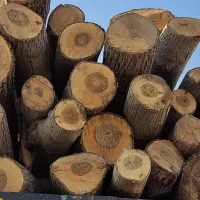خرید و فروش انواع چوب های باغی|عمدهفروشی|بجنورد, |دیوار