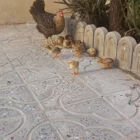 فروش مرغ جوان با ۱۲ عدد جوجه سرحال