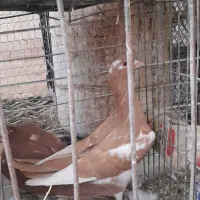 کبوتر فروشی
