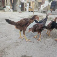 حیوان مزرعه