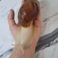 حلزون مولد تخم گذار