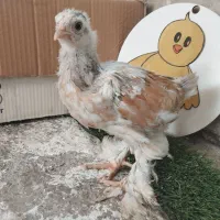 فروش جوجه برهما پورسلن 13روزه تا35روزه 40روزه|حیوانات مزرعه|کیاکلا, |دیوار