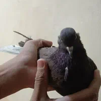 ۸عدد‌کبوتر|پرنده|بروجن, |دیوار