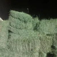 کارگر یونجه