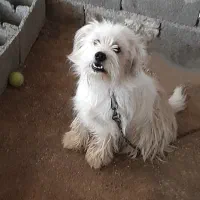 سگ شیتزو معاوضه