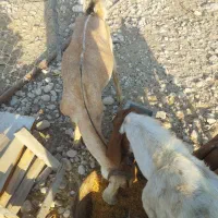 بز با دوتا کهره نر
