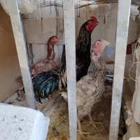 خروس لاری اشامو خروس افغان مرغ افغان