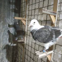 جوجه المانی