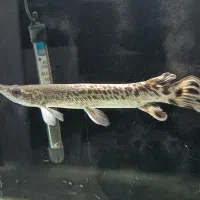 ماهی گار الیگیتور