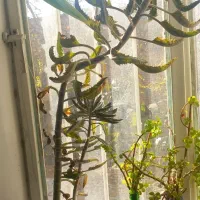 گل اشک|گل و گیاه طبیعی|ماهان, |دیوار