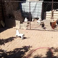 سگ پاکوتا