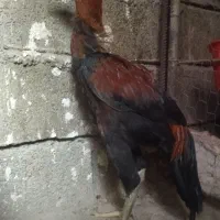 ۵ عدد خروس و ۱ عدد مرغ لاری|حیوانات مزرعه|مشگین شهر, |دیوار