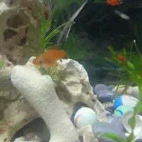 ماهی قیمت مناسب|ماهی|پاکدشت, پاکدشت (مامازند)|دیوار