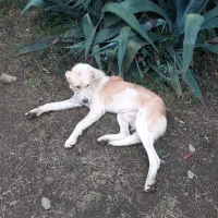 سگ سرابی نر